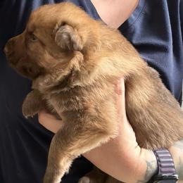 Liver Sable Female 1 - Sable female German Shepherd puppy in Tafton, Pennsylvania from Pocono GSD
