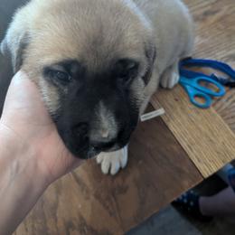 Girl 4- purple - Fawn female Anatolian Shepherd Dog puppy in Cleveland, Minnesota from Schmahl Family Farms