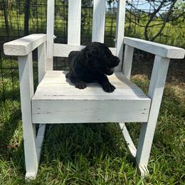Ginger - Black female Goldendoodle puppy in Milan, Georgia from Cherokee Rose kennels