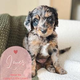 Lover - Merle female Goldendoodle puppy in California City, California from Summer Sun Doodles