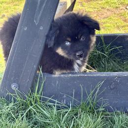 Aioli - Black tri male Miniature Australian Shepherd puppy in Medical Lake, Washington from MAS Gone Rogue