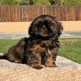 Boy 2 - Red male Shih Tzu puppy in Calimesa, California from Little Mountain’s Shih Tzus