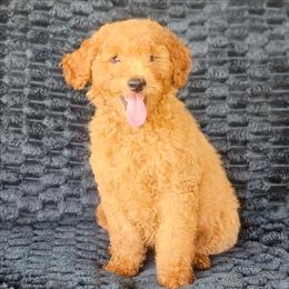 Radagast - Red  male Goldendoodle puppy in Pittsburg, Texas from Grace Springs Goldendoodles