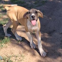 Aspen - Merle female Great Dane puppy in Cunningham, Kansas from Garden Grove Great Danes