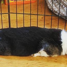 Pembroke Welsh Corgi Puppies from Rees Corgis