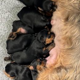 Rottweiler and Yorkshire Terrier Puppies from Superior Family Kennels