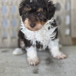 Sully - Tri-color male Bernedoodle puppy in Decatur, Tennessee from Diamond's Doodles