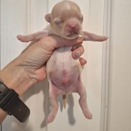 Red Boy 1 - Red and white male Chihuahua puppy in Haines City, Florida from Kassafina Kennel