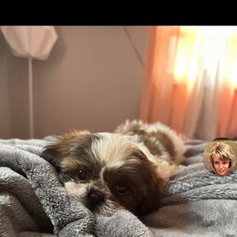 Shih Tzu Puppies from Tammy's Shihtzu Shack