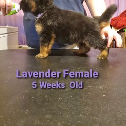 German Shepherd Puppies from It Must Be Kismet Kennels (IMBKK)