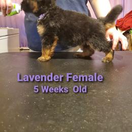 German Shepherd Puppies from It Must Be Kismet Kennels (IMBKK)