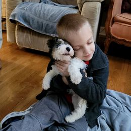 Wire Fox Terrier Puppies from Bluegrass Wyre