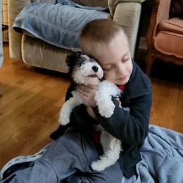 Wire Fox Terrier Puppies from Bluegrass Wyre