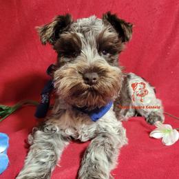 Brody - Miniature Schnauzer