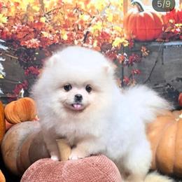 Charlotte - White female Pomeranian puppy in Los Angeles, California from Pommies of LA