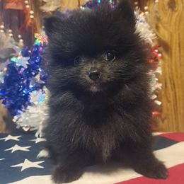 BOO - Black male Pomeranian puppy in Lore City, Ohio from Tonia's Pomeranians