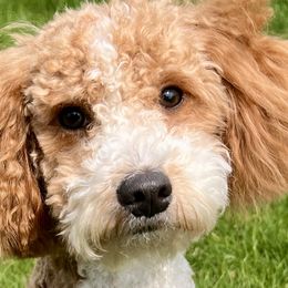 Goldendoodles and Yorkipoos from Goldendoodles Yorkiepoo Stars CT