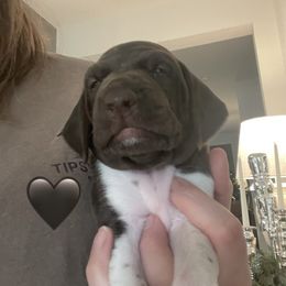 Cash - Black collar - Liver and white male German Shorthaired Pointer puppy in Conroe, Texas from Tipsy Rabbit GSP TopDog Kennel