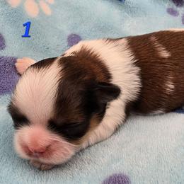 Lydia Boy 1 - Red and white male Shih Tzu puppy in Oakville, Washington from Garrard Creek Shih Tzus