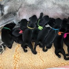 Standard Schnauzer Puppies from Songbird Standard Schnauzers