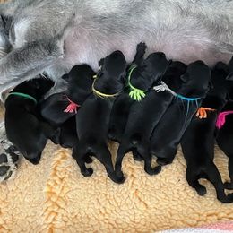Standard Schnauzer Puppies from Songbird Standard Schnauzers