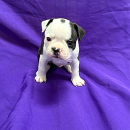Harry - Black and white male Boston Terrier puppy in Kingsport, Tennessee from Dreamweaver Bostons