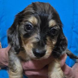 Sapphire's black and cream dapple - Dapple male Dachshund puppy in Lyle, Washington from Wines Wienery