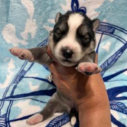 AKC Shale - Gray and white female Siberian Husky puppy in Centreville, Maryland from Huskies By the Bay