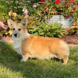 Millie - Pembroke Welsh Corgi