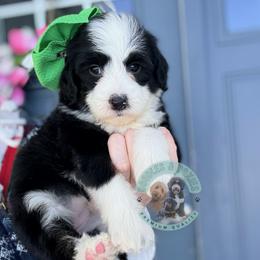 Girl 5 - female Sheepadoodle puppy in Marion, Ohio from Doodles & Doxies
