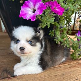 Austin - Black male Pomsky puppy in Mc Minnville, Oregon from West Coast Pomskies