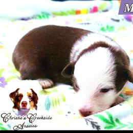 Makenzie - Red tri female Miniature Australian Shepherd puppy in Punta Gorda, Florida from Christie's Creekside Aussies