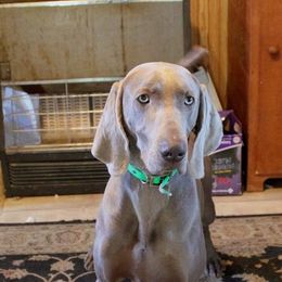 Lantz - Weimaraner