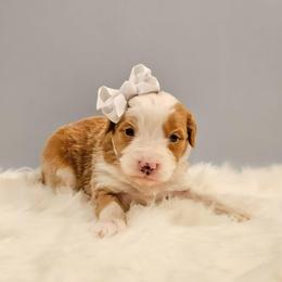 Lumi - Tri-color female Bernedoodle puppy in Russell Springs, Kentucky from 270 Doodles