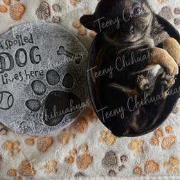 Kenzie - Black and tan female Chihuahua puppy in Rocky Mount, Virginia from Teeny Chihuahuas