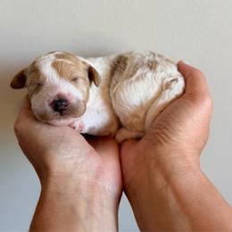 Girl 5 - Yellow and white female Bernedoodle puppy in Pottstown, Pennsylvania from Willow-Be Doodles