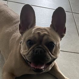Rhuby - French Bulldog