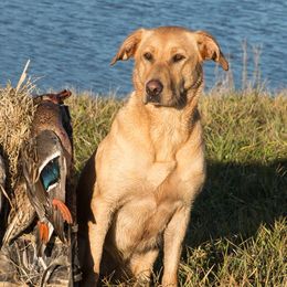 Labrador Retrievers and Portuguese Water Dogs from Woodsmoke Kennels