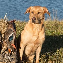 Labrador Retrievers and Portuguese Water Dogs from Woodsmoke Kennels