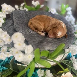Caspain - Apricot male Cavapoo puppy in Quitman, Mississippi from P&D Palace