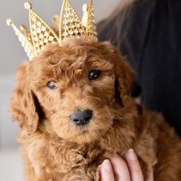 Cinnamon - Red  male Poodle puppy in Grimsley, Tennessee from Above Standard Poodles
