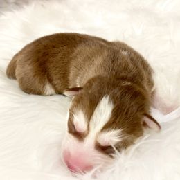 Siberian Husky Puppies from Vixen Siberians