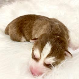 Siberian Husky Puppies from Vixen Siberians