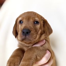 Goldendoodle, Labradoodle, Labrador Retriever, and Poodle Puppies from Katie K9