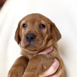 Goldendoodle, Labradoodle, Labrador Retriever, and Poodle Puppies from Katie K9