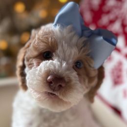 Kaylee - Parti female Goldendoodle puppy in Pine Grove, California from Lundee Doodles