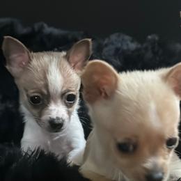 French Bulldogs from Bunny Ear Family