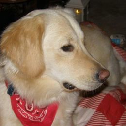 Golden Retrievers from McClure's Countryside Enterprises