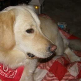 Golden Retrievers from McClure's Countryside Enterprises