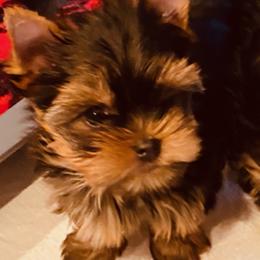Yorkshire Terrier Puppies from Chikito's Yorkies